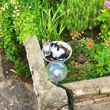 Casa Erceg Amor Vincit Omnia Skradin